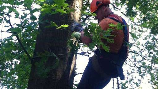 bomen rooien in Elsendorp